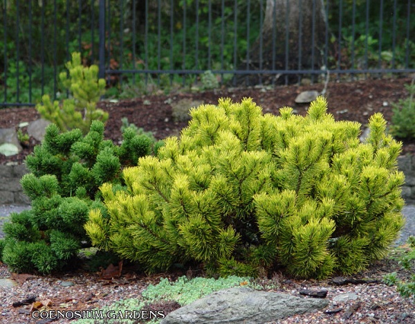 Сосна горная "Винтерголд" Сосна горная "Винтерголд"