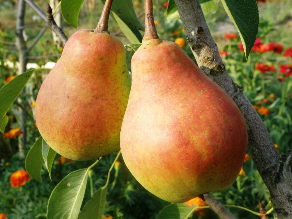 Груша "Осенняя мечта" Груша "Осенняя мечта"