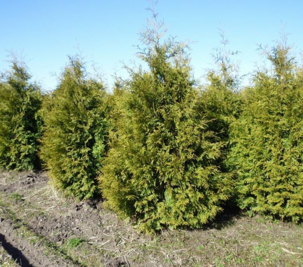 Туя западная "Брабант" Туя западная "Брабант"