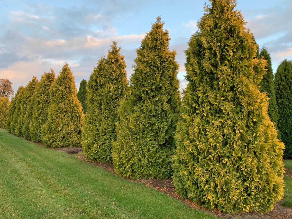 Туя западная "Санкист" Туя западная "Санкист"
