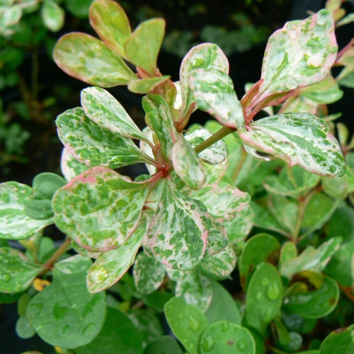 Барбарис Тунберга "Келлерис" Барбарис Тунберга "Келлерис"