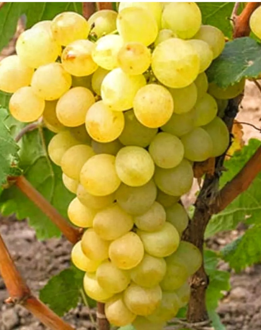 Виноград "Августин" Виноград "Августин"