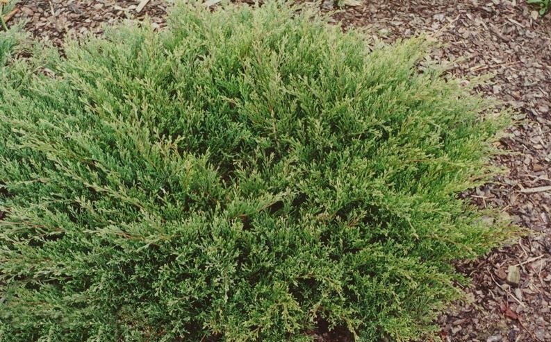 Можжевельник горизонтальный "Прострата" Можжевельник горизонтальный "Прострата"