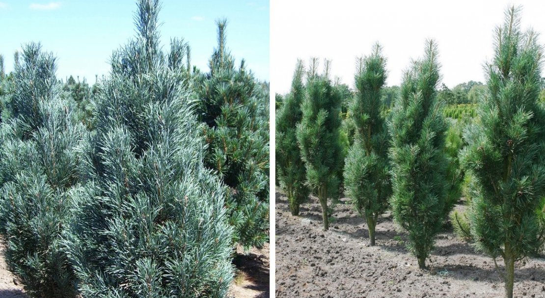 Сосна обыкновенная "Фастигиата" Сосна обыкновенная "Фастигиата"