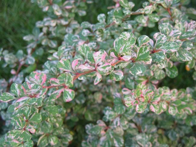 Барбарис Тунберга "Келлерис" Барбарис Тунберга "Келлерис"