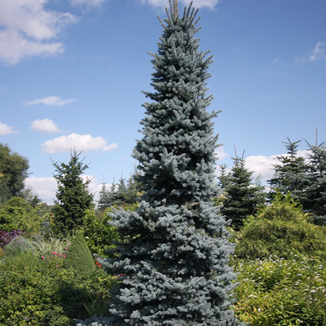 Ель колючая "Олденбург" (Oldenburg) Ель колючая "Олденбург" (Oldenburg)