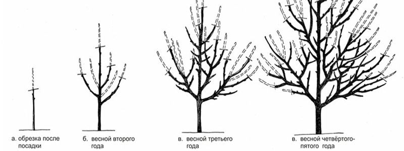 фото 1. Обрезка плодовых деревьев и кустарников