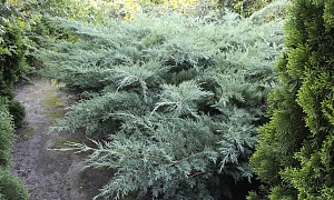 Можжевельник средний Пфитцериана "Глаука" Можжевельник средний Пфитцериана "Глаука"