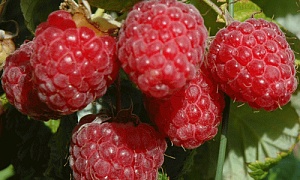 Малина "Рубиновый гигант"