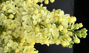 Сирень обыкновенная "Примроз"