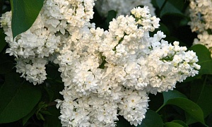 Сирень обыкновенная "Мадам Казимир Перье"