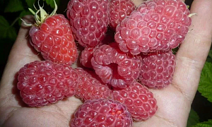 Малина обыкновенная "Феномен"