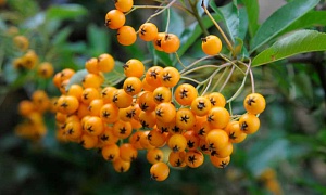 Пираканта узколистная "Soleil d'Or"