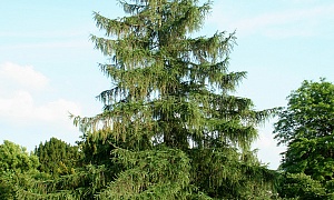 Лиственница европейская Лиственница европейская