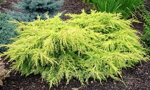 Можжевельник Пфитцериана "Олд Голд"