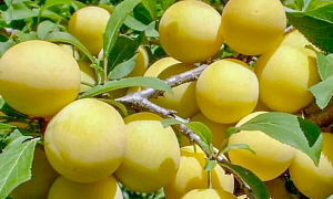 Слива "Медовая"