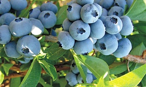 Голубика "Денис Блю"