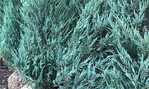 Можжевельник скальный "Моффат Блю" Можжевельник скальный "Моффат Блю"