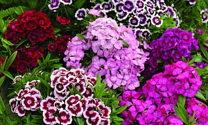 Гвоздика бородатая