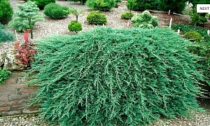 Можжевельник горизонтальный "Вилтони" Можжевельник горизонтальный "Вилтони"