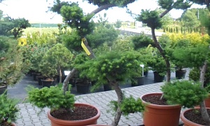 Лиственница европейская бонсай Лиственница европейская бонсай