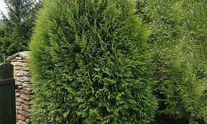 Туя западная "Вагнера" Туя западная "Вагнера"