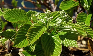 Рябина ольхолистная "Ред Бирд"