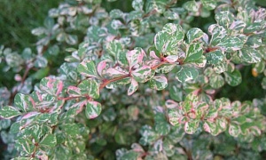 Барбарис Тунберга "Келлерис"