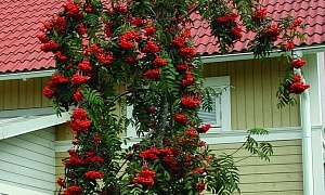 Рябина плакучая