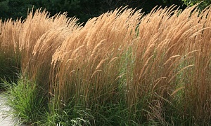 Вейник остроцветковый "Karl Foester"