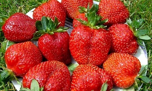 Клубника "Елизавета I" (ремонтантная)