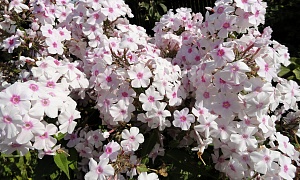 Флокс метельчатый  " Мисс Холланд" (Miss Holland)