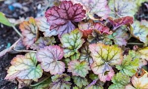 Гейхера "Циркус" (Circus) 