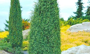 Можжевельник обыкновенный "Хиберника"