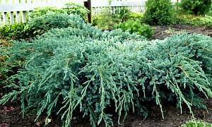 Можжевельник чешуйчатый "Блю Карпет" Можжевельник чешуйчатый "Блю Карпет"