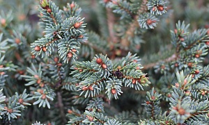 Ель канадская (сизая) Ель канадская (сизая)