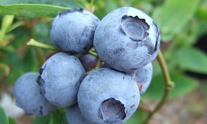 Голубика "Норт Блю"