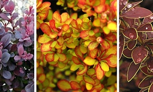 Барбарис Тунберга в сортах