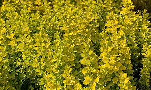 Барбарис Тунберга "Мария"