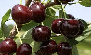 Вишня "Путинка"