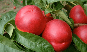 Персик "Хардблейз"