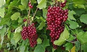 Смородина красная "Виксне"