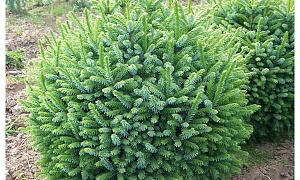 Ель сербская "Нана"