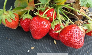 Клубника "Анабель" 