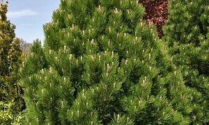 Сосна Гельдрейха "Малинки"