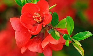 Айва великолепная "Холландия"