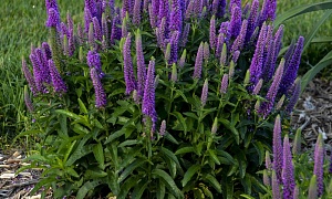 Вероника "Diana" (Диана)