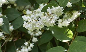 Дейция "Изящная"