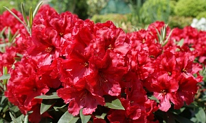 Рододендрон гибридный "Ред Джек" (Red Jack)