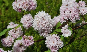 Дейция гибридная "Пинк Пом-Пом"